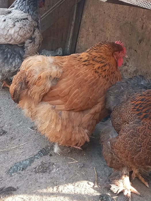 Інкубаційне яйце курей