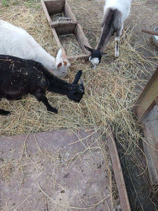 Альпійські кози на продаж