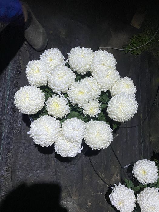 Chryzantemy doniczkowe