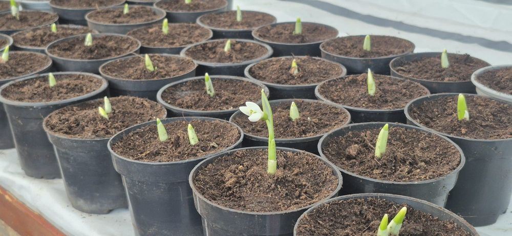 Przebiśniegi galanhus