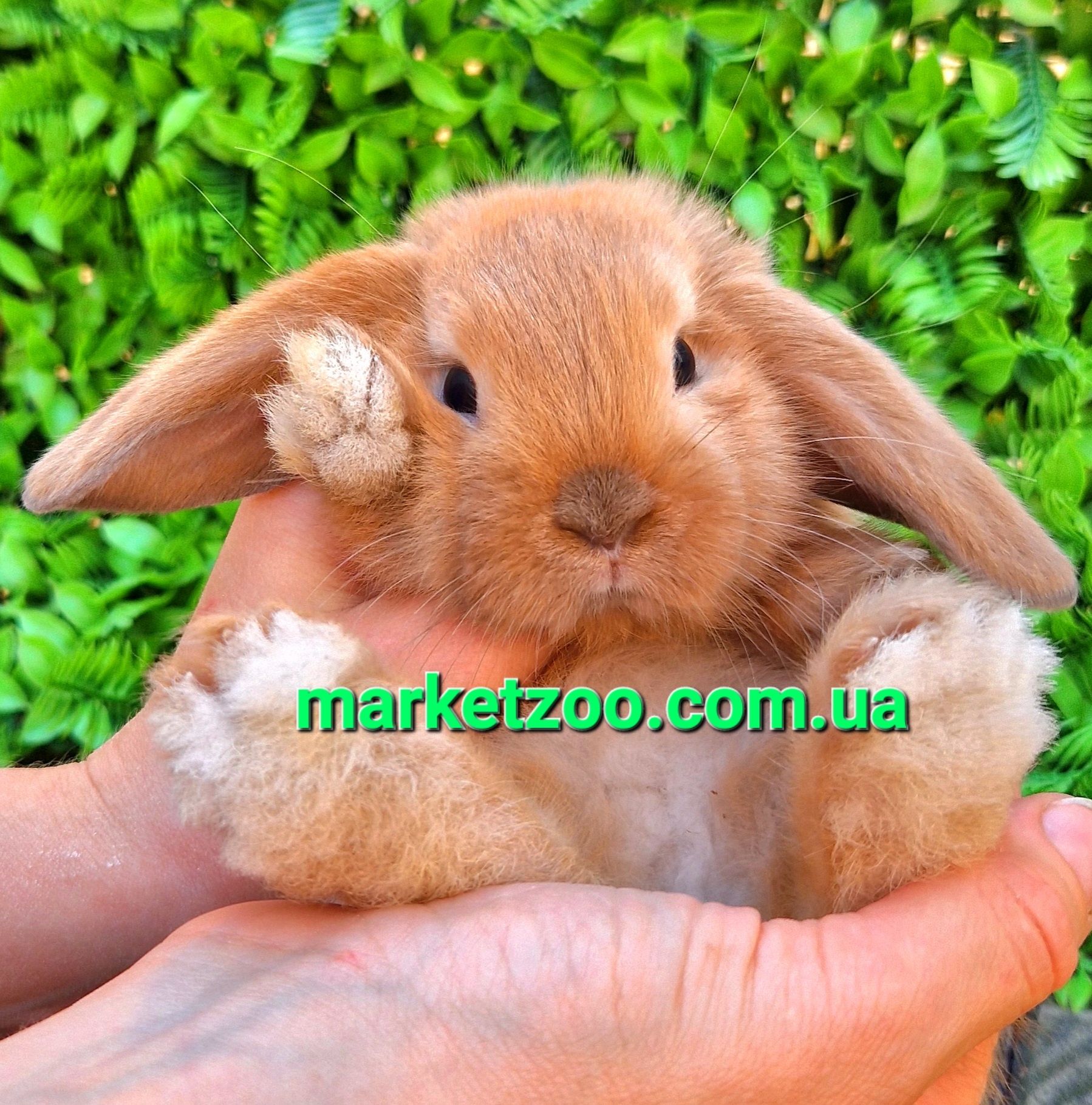 Карликовые мини кролики вислоухие баранчики mini lop,мiнi висловухi