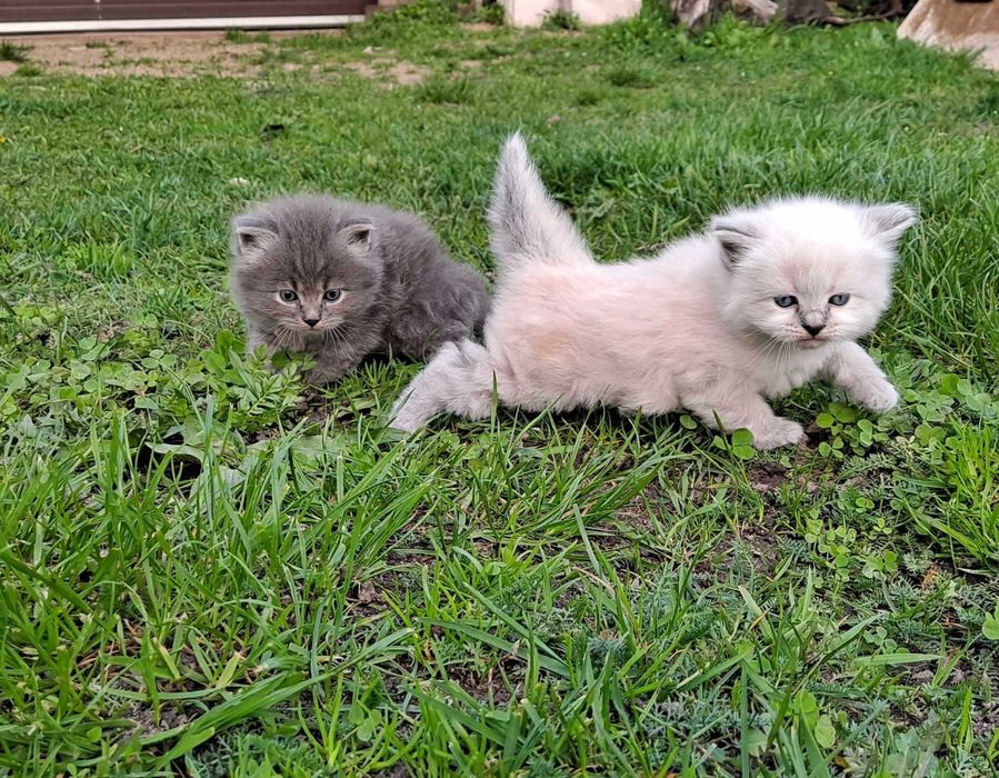 OSTATNIE Kot Kotka Syberyjski Blue Długowłosy Neva Masquerade