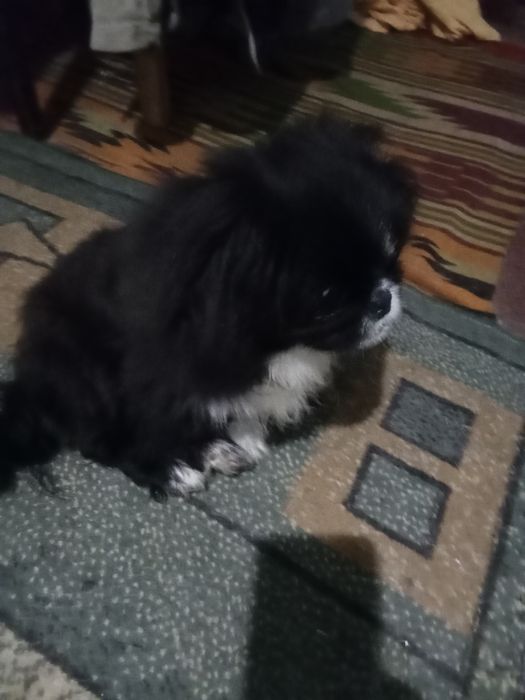 Маленькие пекинесы