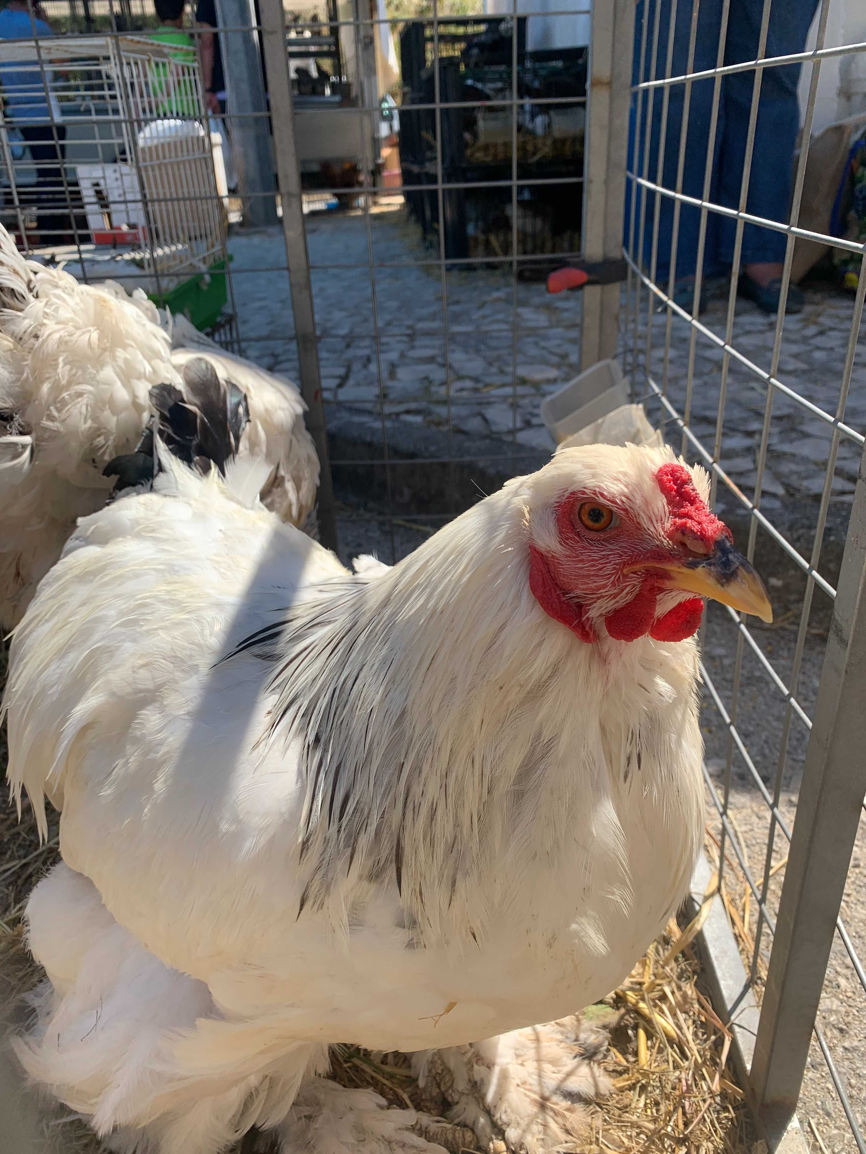 Ovos de galinha Brahma Laceado galados (férteis)