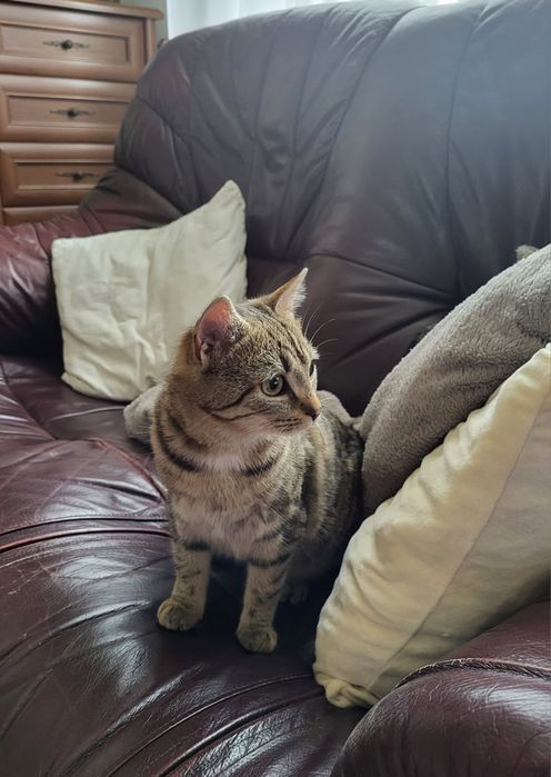 Za darmo oddam kotka