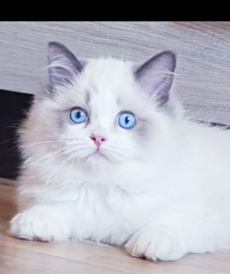 Piękne Ragdoll FPL/FIFE