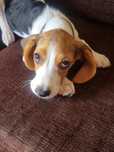 Cão fêmea Beagle