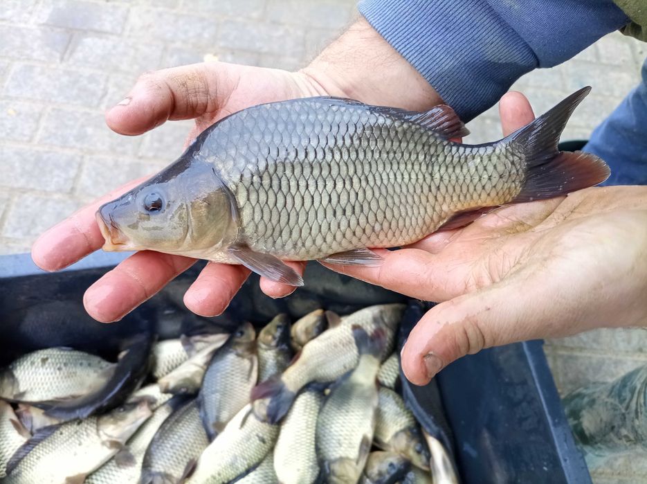 Szczupak narybek 25 cm , 30 cm , lin karaś karp Jesiotr amur tolpyga
