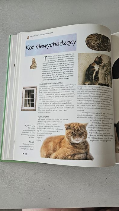 Koty komendium książka