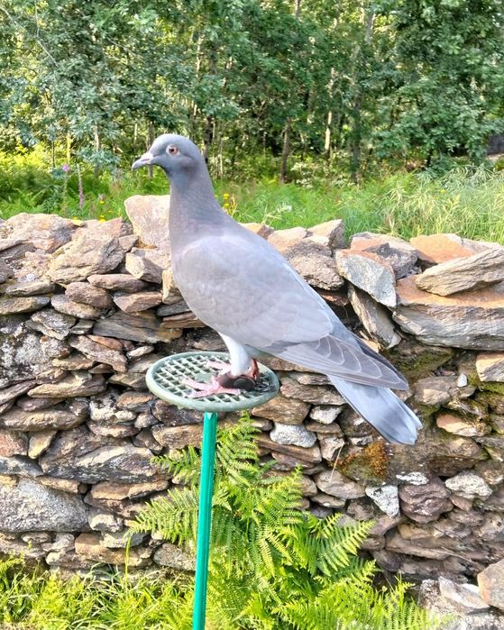 Pombos Negaça 

Italianos Lisos e Asa Branca, Gascognes, Nacionais de