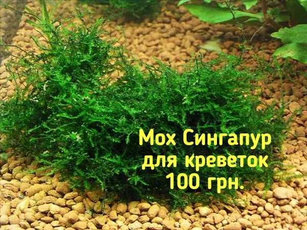 Мох , минералы, креветки кристалл, листья миндаля