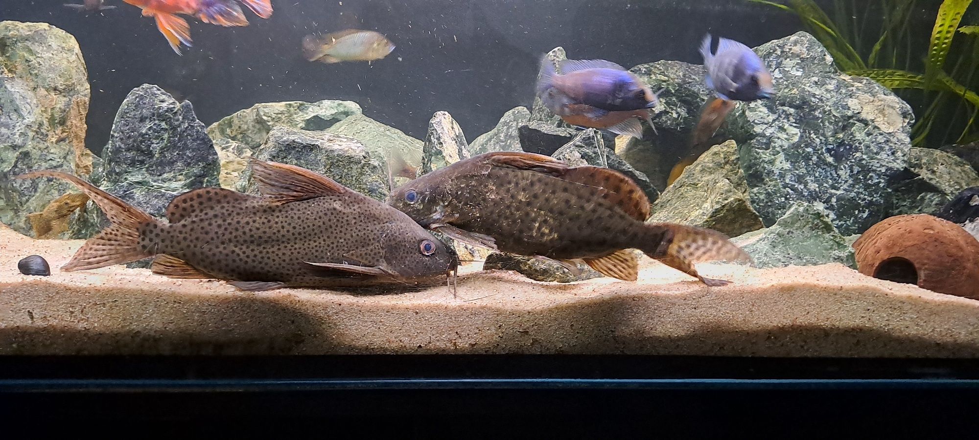 Oddam dwa sumy Giętkoząb wielkopłetwy- Synodontis