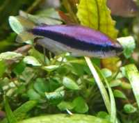 Tetra kerri super blue