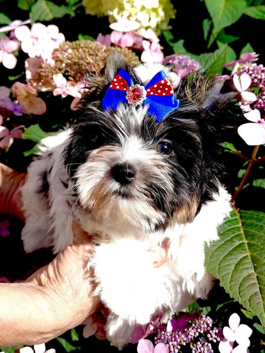 York , Yorki . Śliczny piesek Biewer z rodowodem .