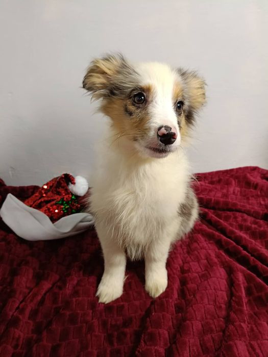 * * * sunia * * * Border Collie * Badania