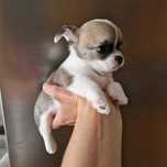 Chihuahua macho cor creme , mini