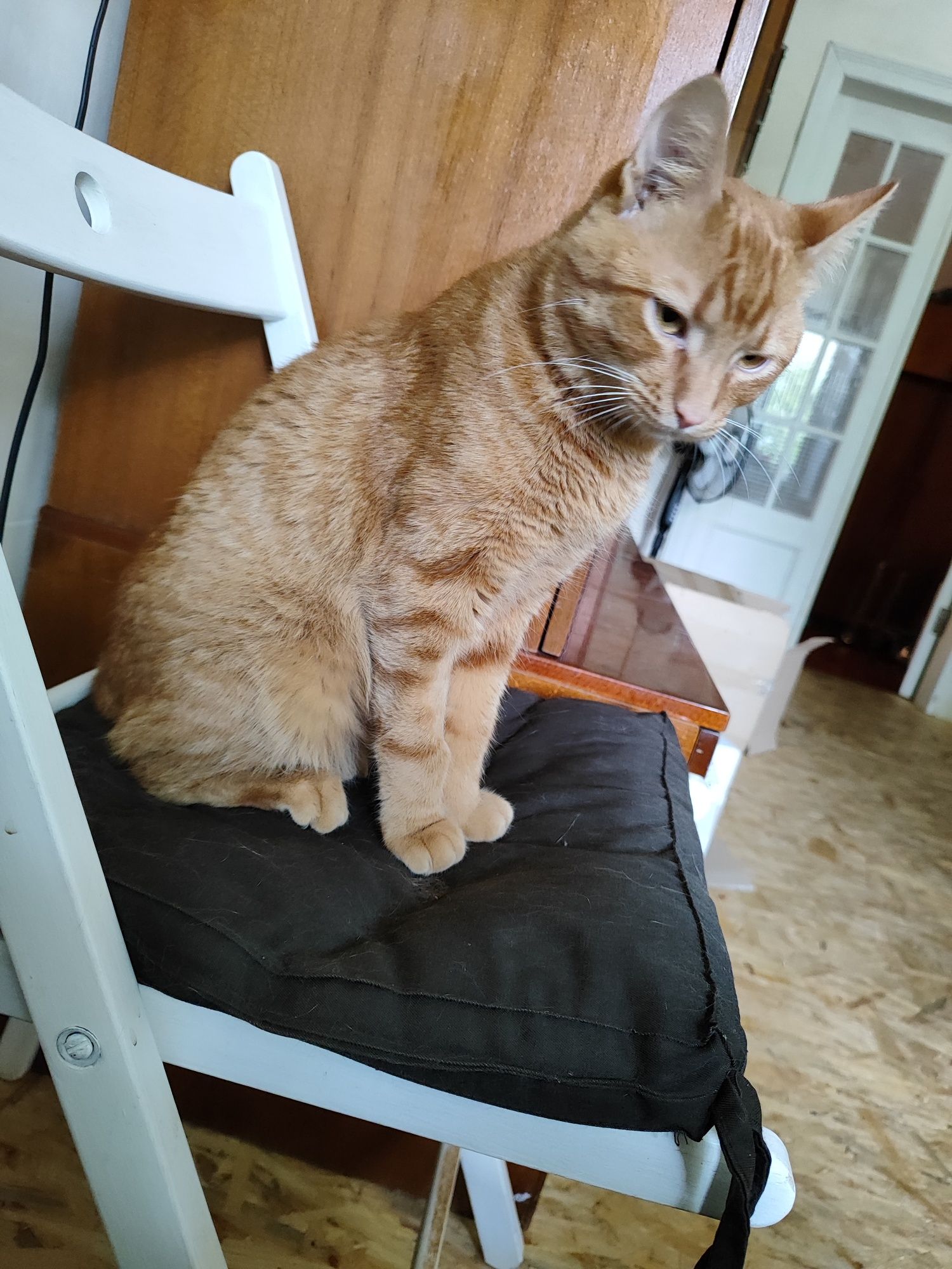 Бесплатно отдаётся кот в хорошие руки