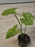 Syngonium 'Mottled Mojito'