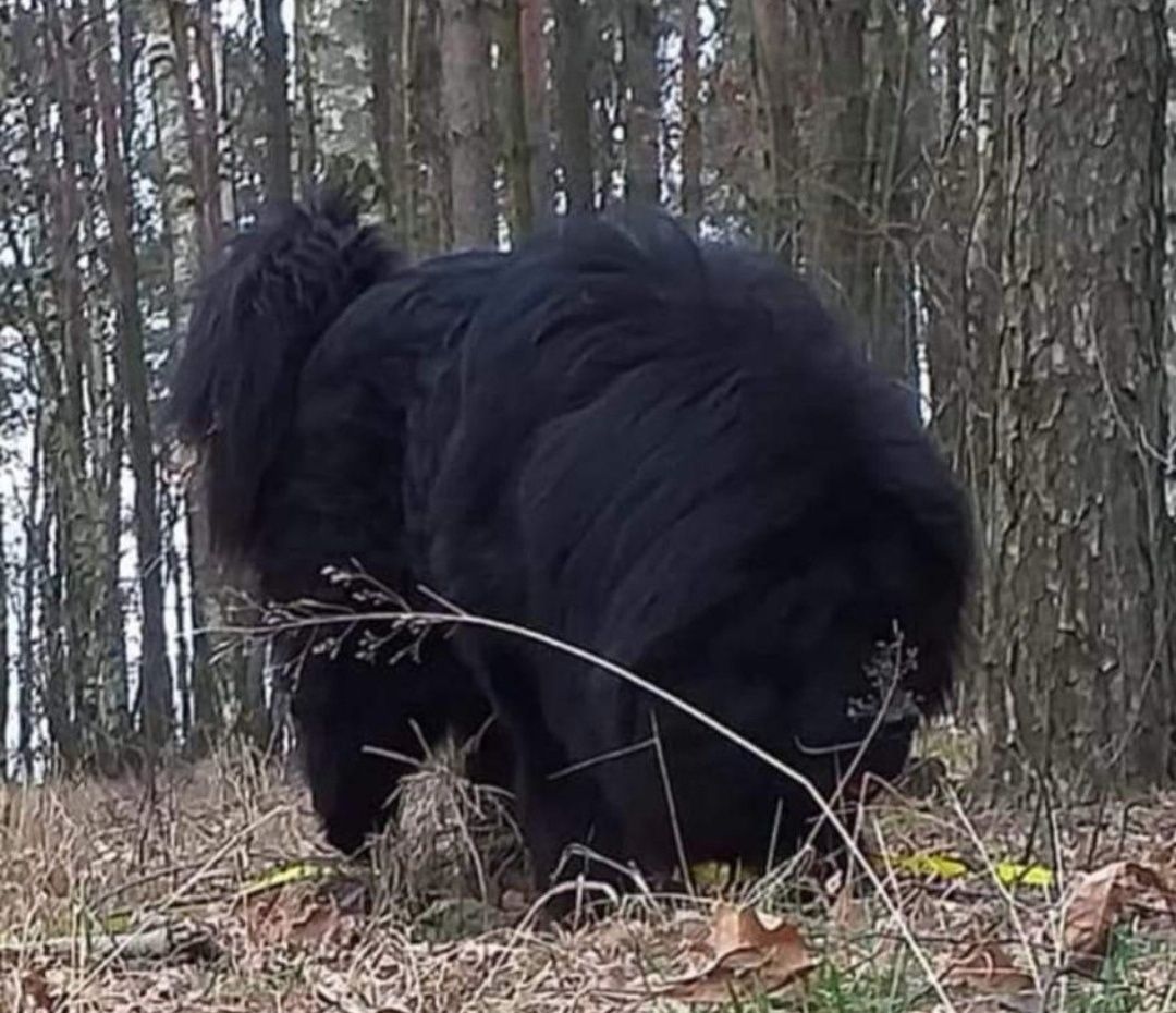 Mastif tybetański Zkwp Fci piesek