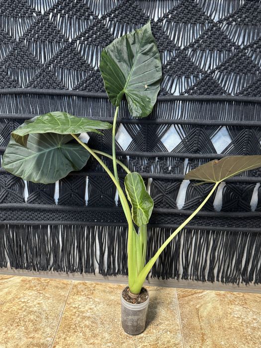 Алоказія Регал Шилдс