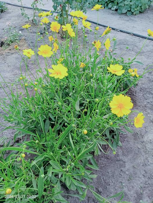 кореопсис, гайлардия, матрикария, живучка  триколор, металл криспа