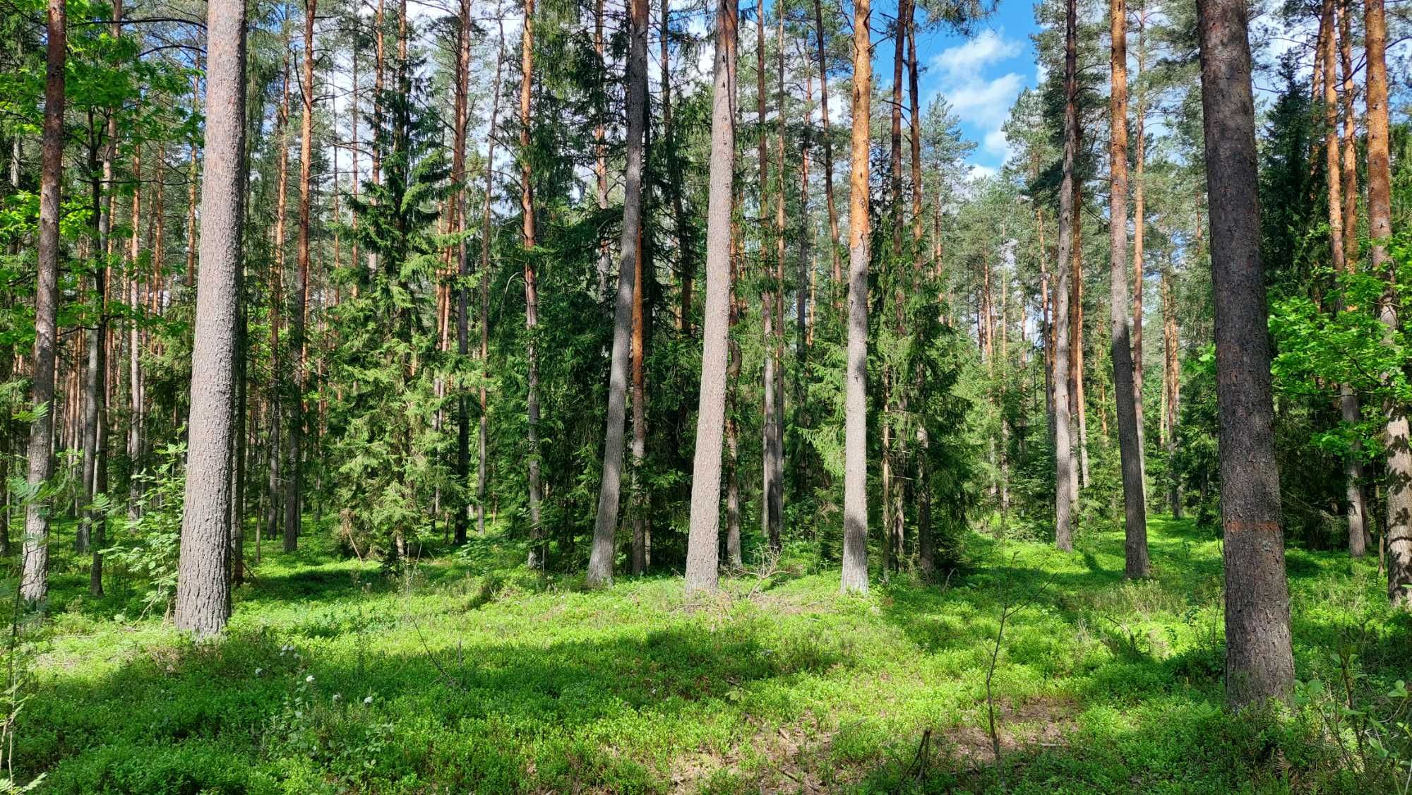 Działka leśna - las sosnowy