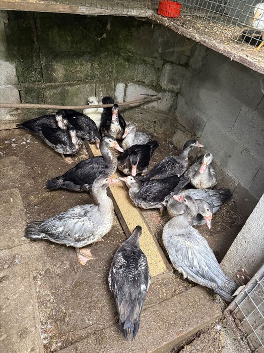 Patos mudos cinzentos