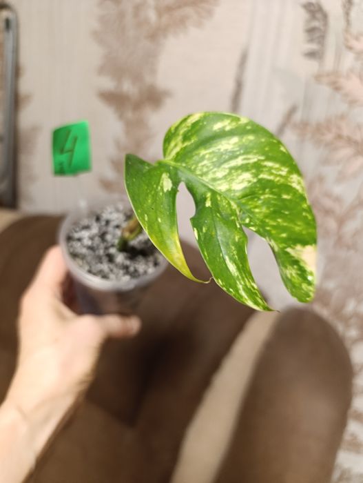 Філодендрон єпіпремнум Cintho Goldfinger сциндапсус