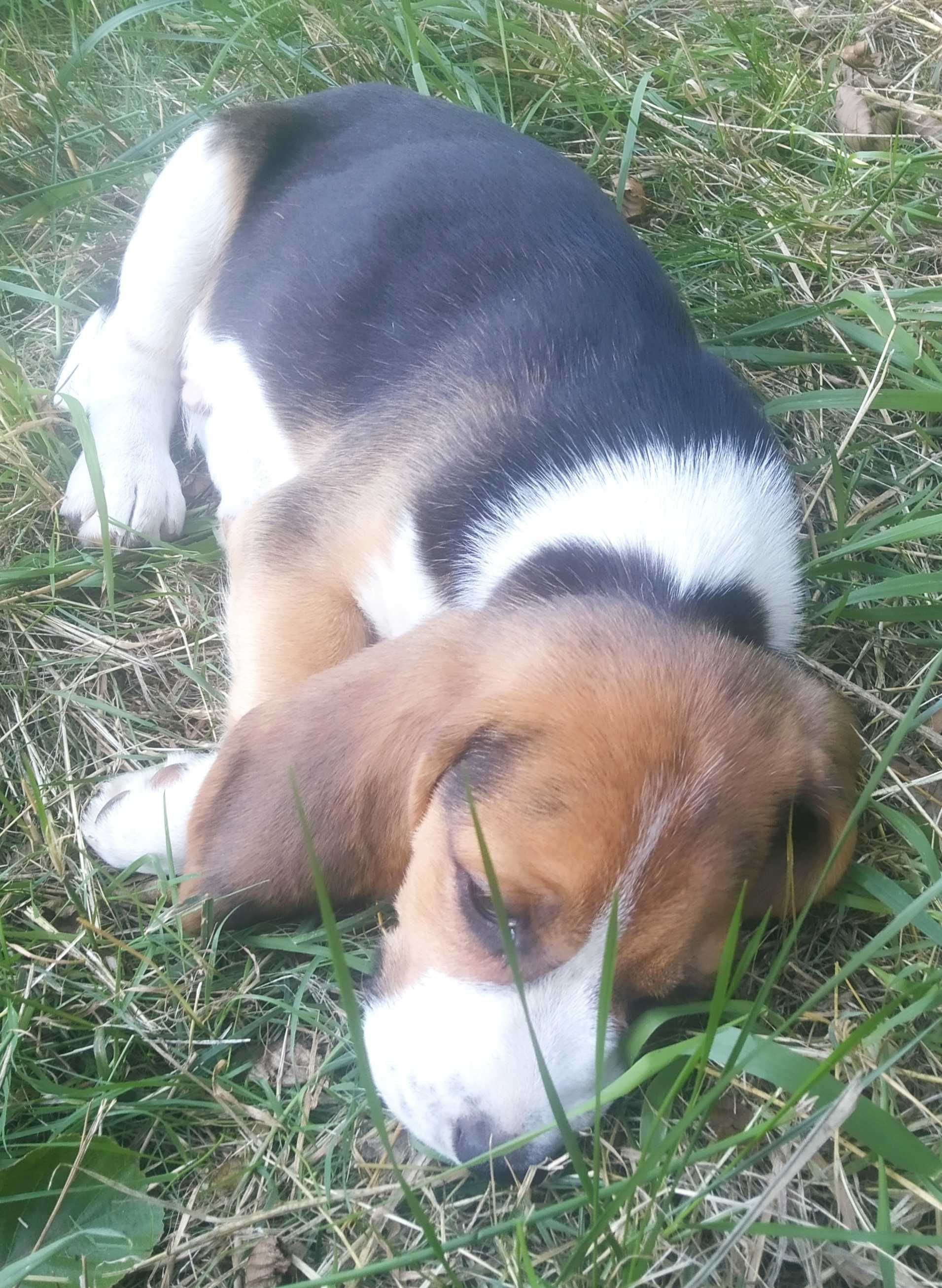 Beagle z rodowodem szczenię