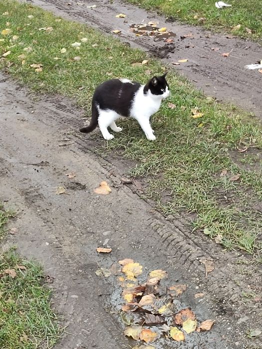 Oddam kocurka 3 miesiecznego