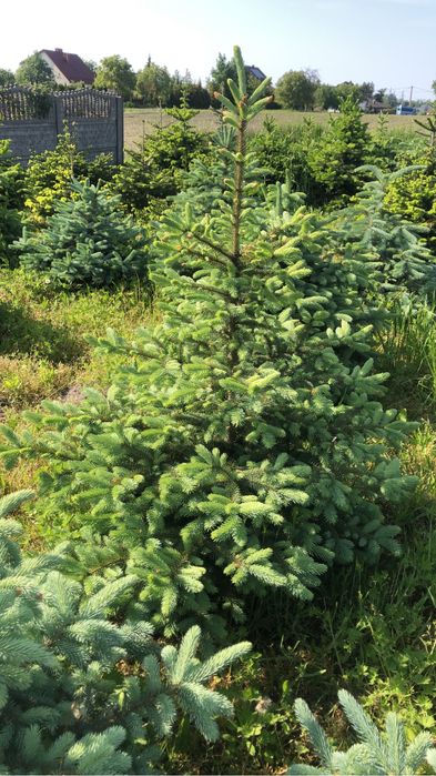Choinki  Drzewo świerk jodła z gruntu