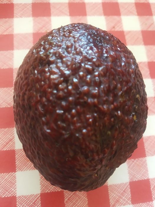 Plantas Pera Abacate Ass enxertadas.6