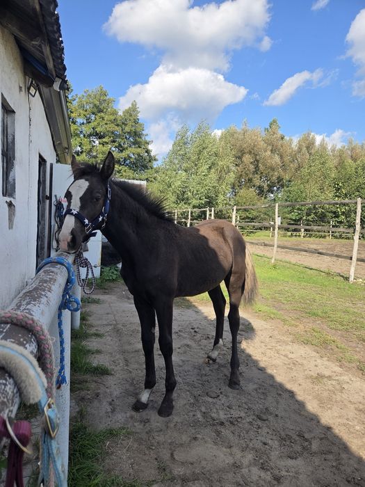 Fly To The Blue  3/4  klacz american paint horse quarter horse