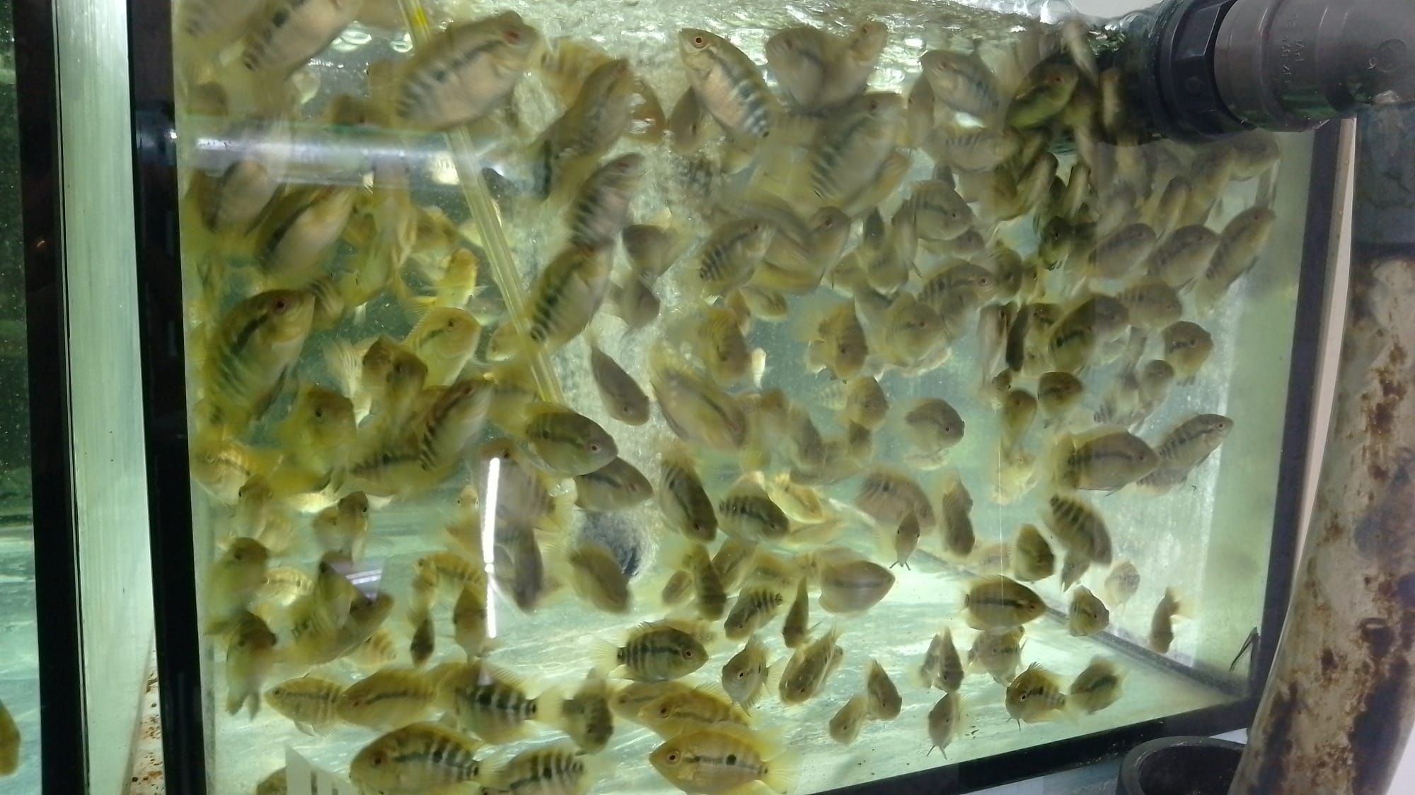 Herotilapia multispinosa (ciclídeo Arco-íris)