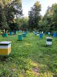 Продаж пасіки на 95 бджолосімей