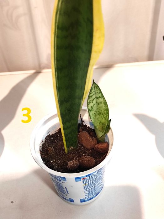 Сансевієрія Laurentii (Лауренті) -кімнатна рослина,вазон