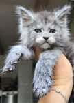 Przepiękny  dymny kocurek maine coon