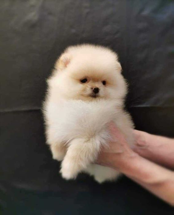 Spitz Anão ou Lulu da Pomerânia  FEMEA BRANCO MARFIM  com LOP e AFIXO
