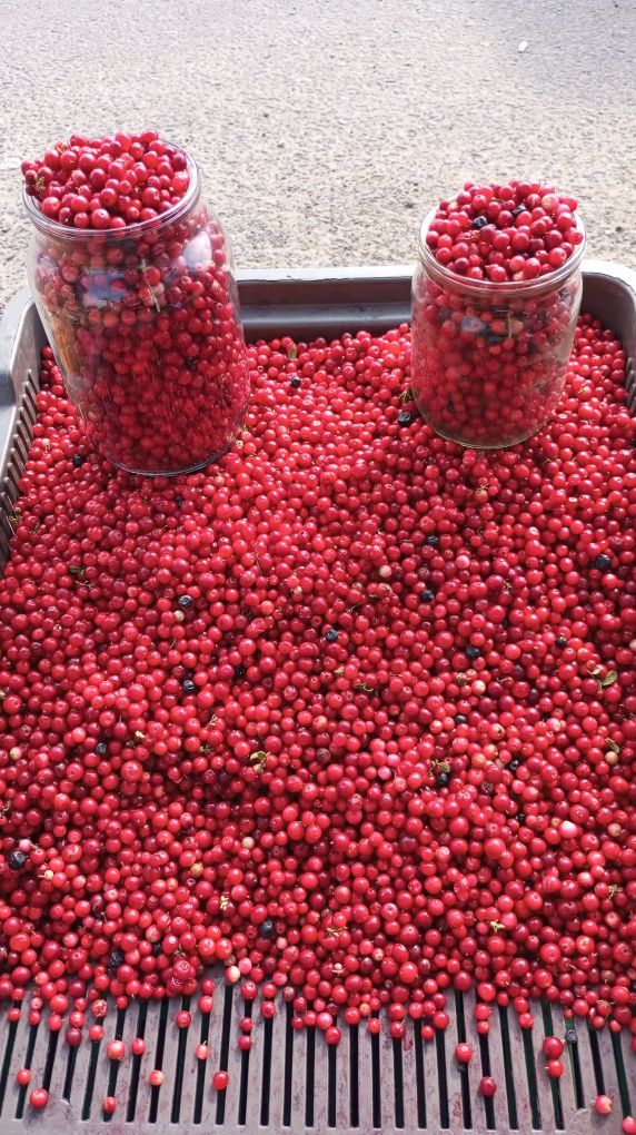 Продам брусніку (гогоцу) черніку( яфону)
