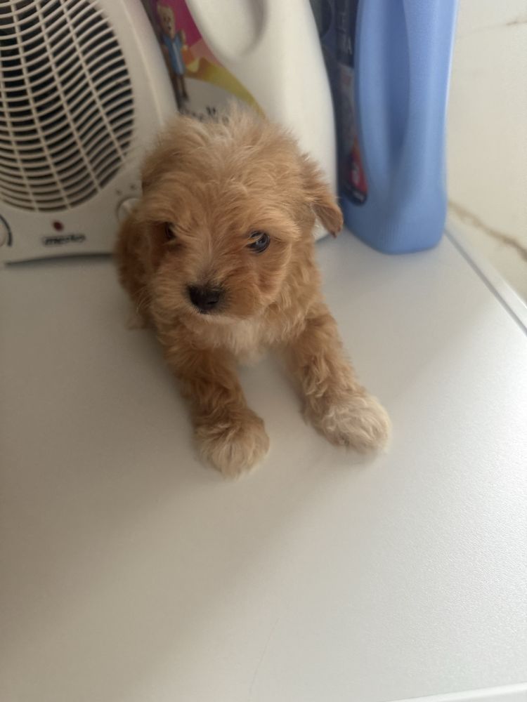 Maltipoo samiec miniaturowy