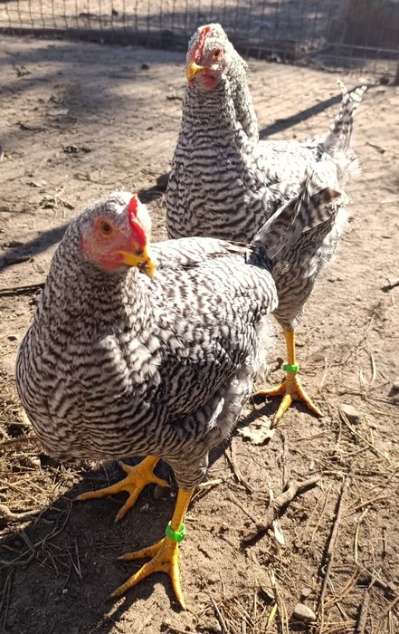 Kogut Amrock tegoroczny