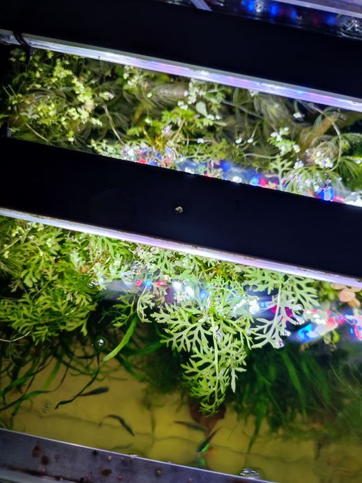 Rośliny do akwarium mix różnych