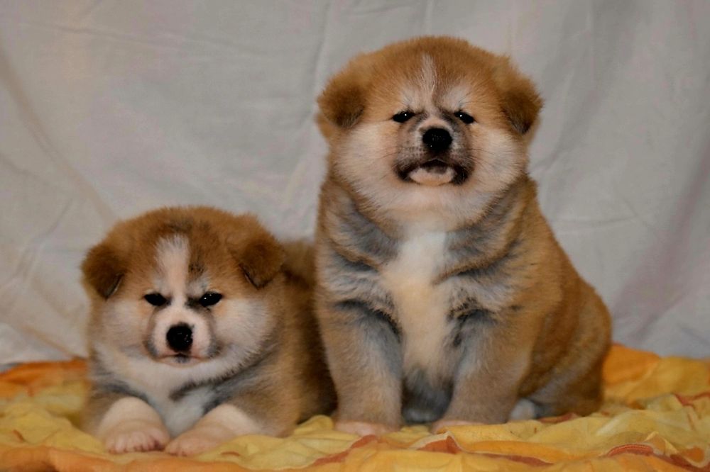 Akita Japonska czerwona suczka i samczyk