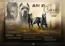 Cane corso/ Zapowiedź miotu/ Jesień 2025