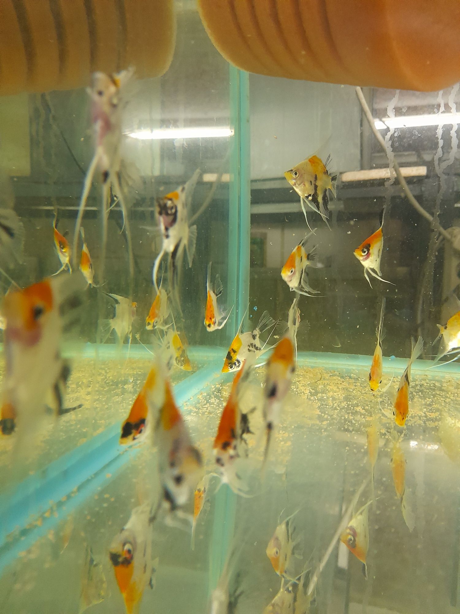 Skalary  koi 5cm