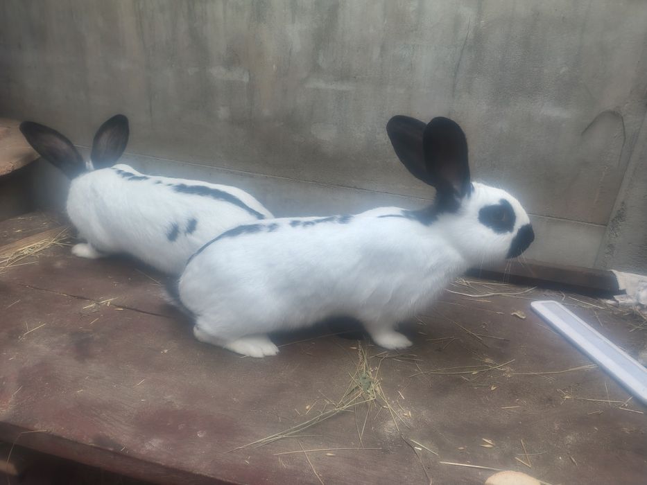 Króliki samce i samice