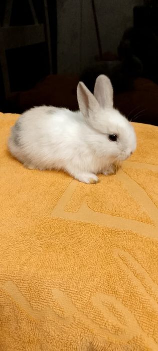 Króliczki miniaturki