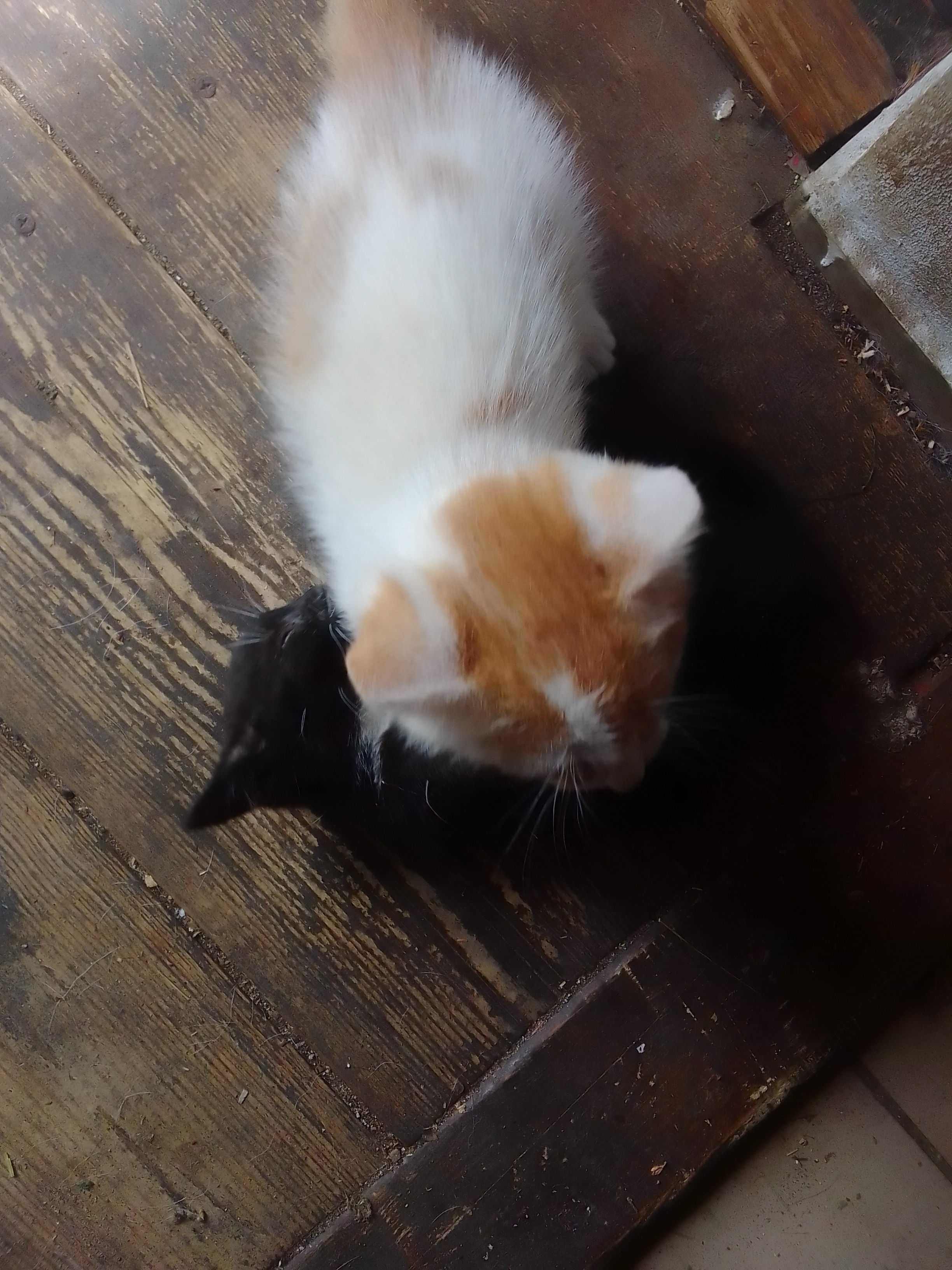 Kotka i kot do adopcji