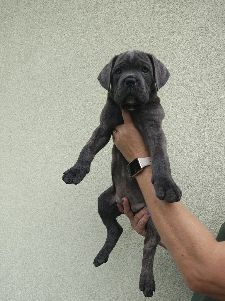 Piękna suczka cane corso gotowa do odbioru