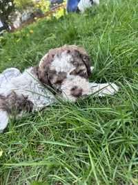 Lagotto Romagnolo chlopiec